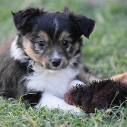 Brooklyn - Black tri female Toy Australian Shepherd puppy in Wichita Falls, Texas from Shooting Stars Ranch Toy and Mini Aussies