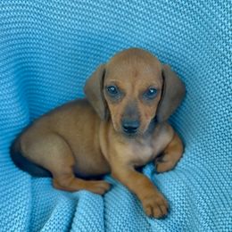 Dachshund puppies from Ohio House of Frenchies