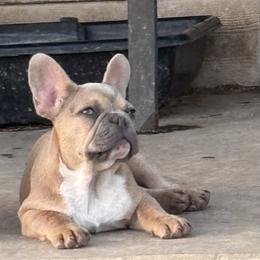 Bentley - Blue fawn male French Bulldog puppy in Temple, Texas from Teak’s Texas Frenchie’s