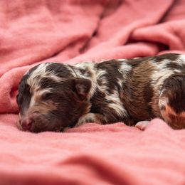 Birdie Mint Girl - Merle female Goldendoodle puppy in Lafayette, Alabama from Sweethaven Kennels