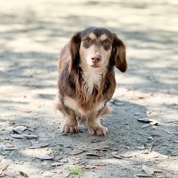 Buddy - Dachshund
