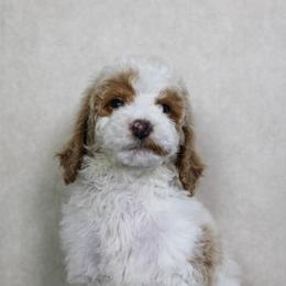 Doc - Red  male Goldendoodle puppy in Warsaw, Ohio from Lovabledoodles
