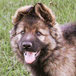 German Shepherds and Golden Retrievers from Sweet Breeze Acres