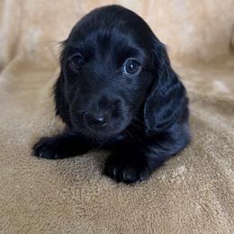 Simon - Black male Dachshund puppy in Ballinger, Texas from Missy’s Mini Dachshunds