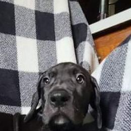 Great Dane Puppies from Trisha Self's Great Danes