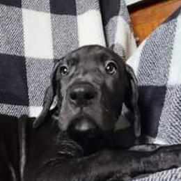 Great Dane Puppies from Trisha Self's Great Danes