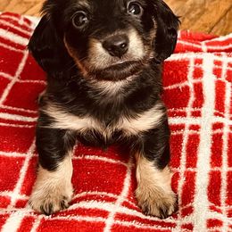 Dachshund Puppies from We love our dachshunds 2005