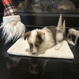 Winnie - White blue merle female Shetland Sheepdog puppy in Greenwood, Indiana from Midwest Shelties