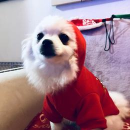 Prue - White female Pomeranian puppy in St. Louis, Missouri from Saint Louis Pomeranian babies