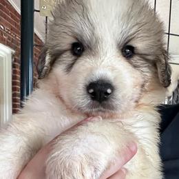 Boba - White and badger male Great Pyrenees puppy in Murfreesboro, Tennessee from Storybook Tails Farm