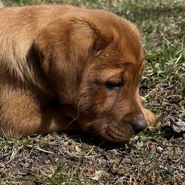 Labrador Retriever Puppies from Sunbrooke Acres