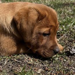 Labrador Retriever Puppies from Sunbrooke Acres