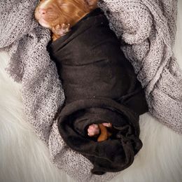 Boy 1 - Cavapoo puppy in Spokane, Washington from Treasured Cavaliers of the Pacific Northwest