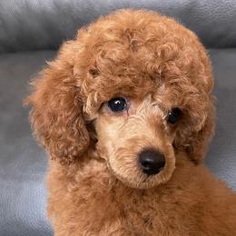 Poodles from Michigan Mini & Toy Red Poodles
