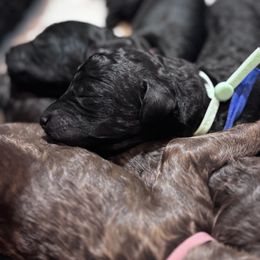 Poodle Puppies from KG Poodle Haus
