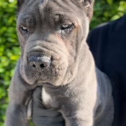Cane Corso Puppies from Donato Kennels