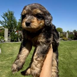 Bernedoodle Puppies from Burbank Bernedoodles