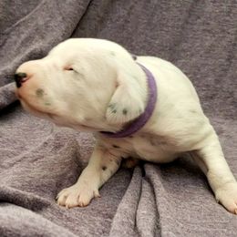 Dalmatian Puppies from Mid-Michigan Dalmatians