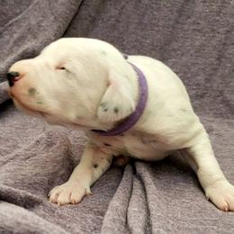Dalmatian Puppies from Mid-Michigan Dalmatians