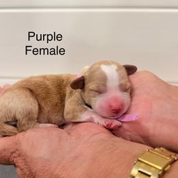 Purple - Red  female Goldendoodle puppy in Springville, Utah from JW Doodles