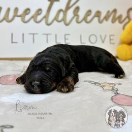 Liam - Phantom male Bernedoodle puppy in Owasso, Oklahoma from Kallams Bernedoodles & Bernese Mountain Dogs