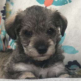 Goldendoodle, Schnoodle, and Sheepadoodle Puppies from Dood Ranch