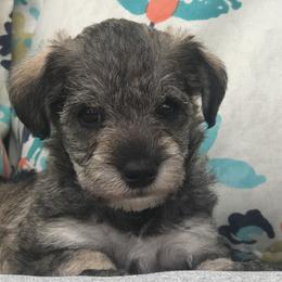 Goldendoodle, Schnoodle, and Sheepadoodle Puppies from Dood Ranch