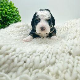 Bernedoodle and Goldendoodle Puppies from Oakie Doodles