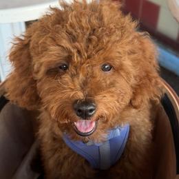 Cavapoo Puppies from Aloha Paradise Poodles LLC