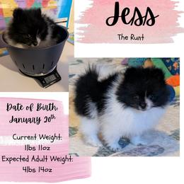 Jess - Black parti female Pomeranian puppy in Danielsville, Georgia from PassionatePomPoms