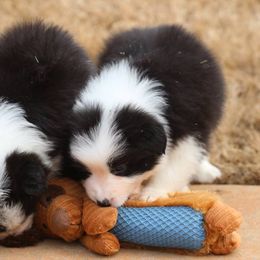 Border Collie Puppies from Flat Rock Border Collies