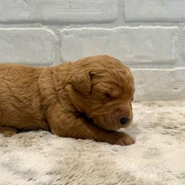 Purple Collar Girl - Red  female Goldendoodle puppy in San Augustine, Texas from Vintage Doodles