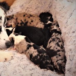 Aussiedoodle Puppies from Wilson Cattle Co.