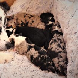 Aussiedoodle Puppies from Wilson Cattle Co.
