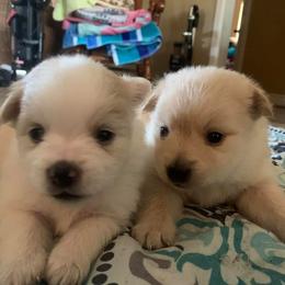 Pomeranians from Precious Poms