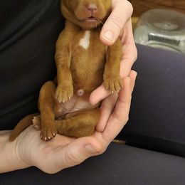 Labrador Retriever Puppies from Jensen’s Fox Red Labs