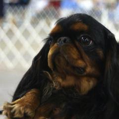 English Toy Spaniels from Sanchi