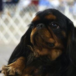 English Toy Spaniels from Sanchi
