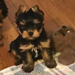 Ashton - Blue and gold male Yorkshire Terrier puppy in Bowling Green, Kentucky from Stringer’s Yorkshire Terriers