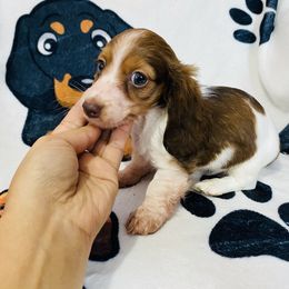 Roo ckc - Piebald male Dachshund puppy in Magnolia, Texas from Carrie’s Countryside Dachshunds