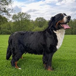 Macy - Black rust and white female Bernese Mountain Dog puppy in Flat Rock, Illinois from Corner Stone Bernese Mountain Dogs