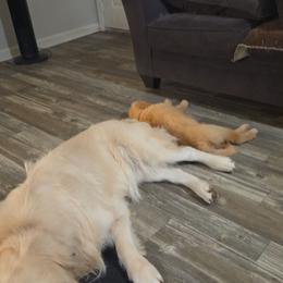 Girl 1 - Golden female Golden Retriever puppy in Greenbrier, Tennessee from Glambleberry Goldens