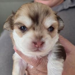 Marilyn - Chocolate brindled fawn female Chihuahua puppy in Citrus Heights, California from Golden State Chihuahuas