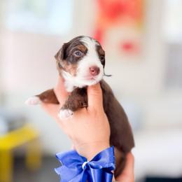 Buzz-Navy Blue - Tri-color male Bernedoodle puppy in Ontario, California from Teddy Doodles & Standard Poodles
