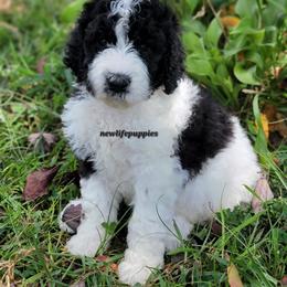 Green collar - Parti male Poodle puppy in Shelby, Alabama from New Life Family Farm