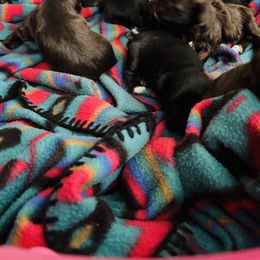 Miniature Schnauzer Puppies from Stearns Parti Mini Schnauzer's