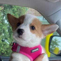 American Corgi and Pembroke Welsh Corgi Puppies from Beebe’s Corgis