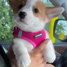 American Corgi and Pembroke Welsh Corgi Puppies from Beebe’s Corgis
