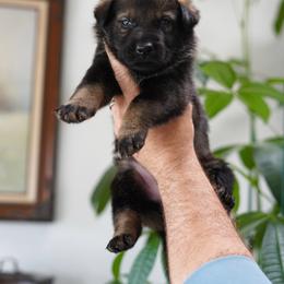 Luxor - Sable male German Shepherd puppy in Coarsegold, California from Yosemite Shepherds
