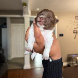 Boy 2 - Chocolate parti male Pomeranian puppy in Woonsocket, Rhode Island from Precious Paws by Jai